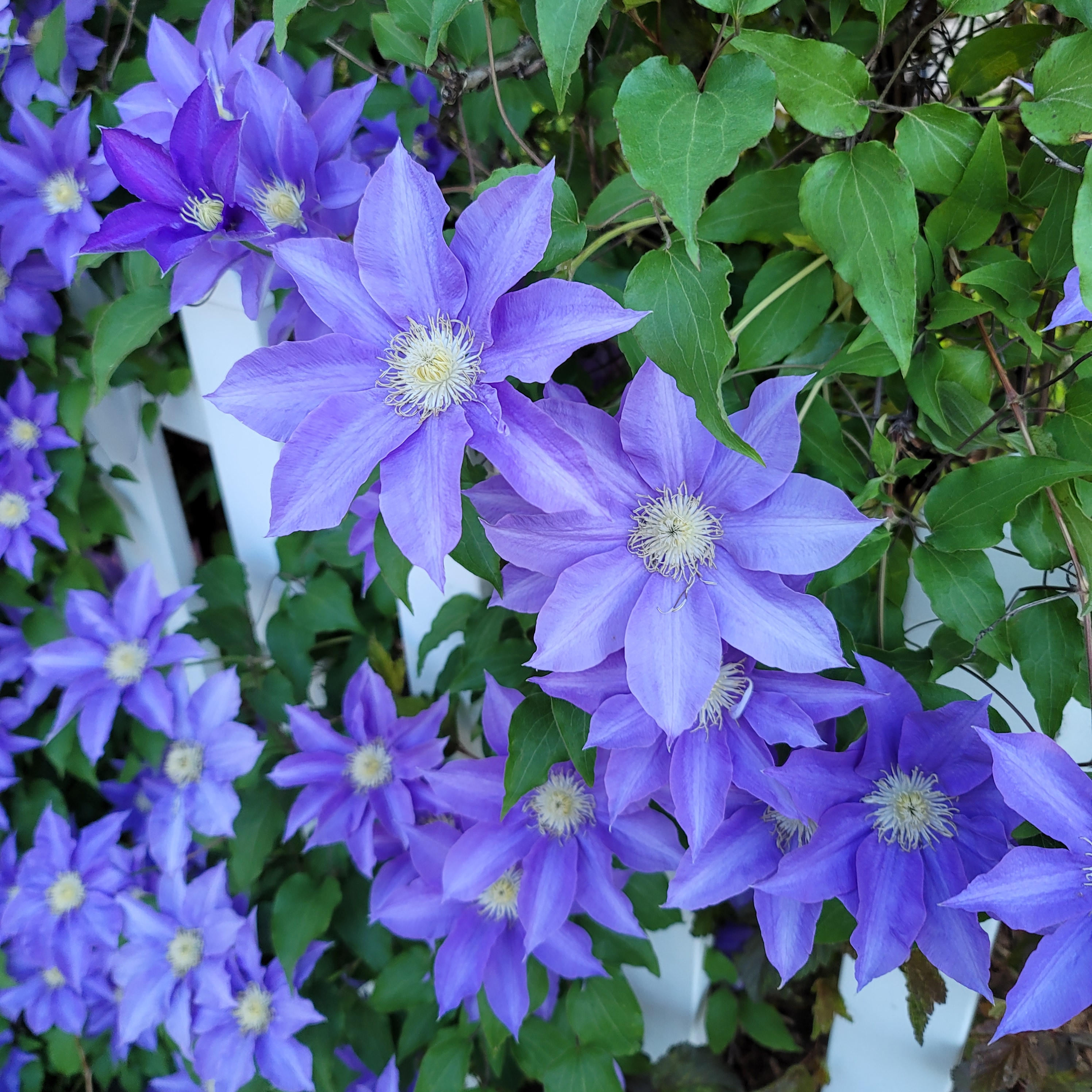 Here is a picture of some purple clematises blooming.