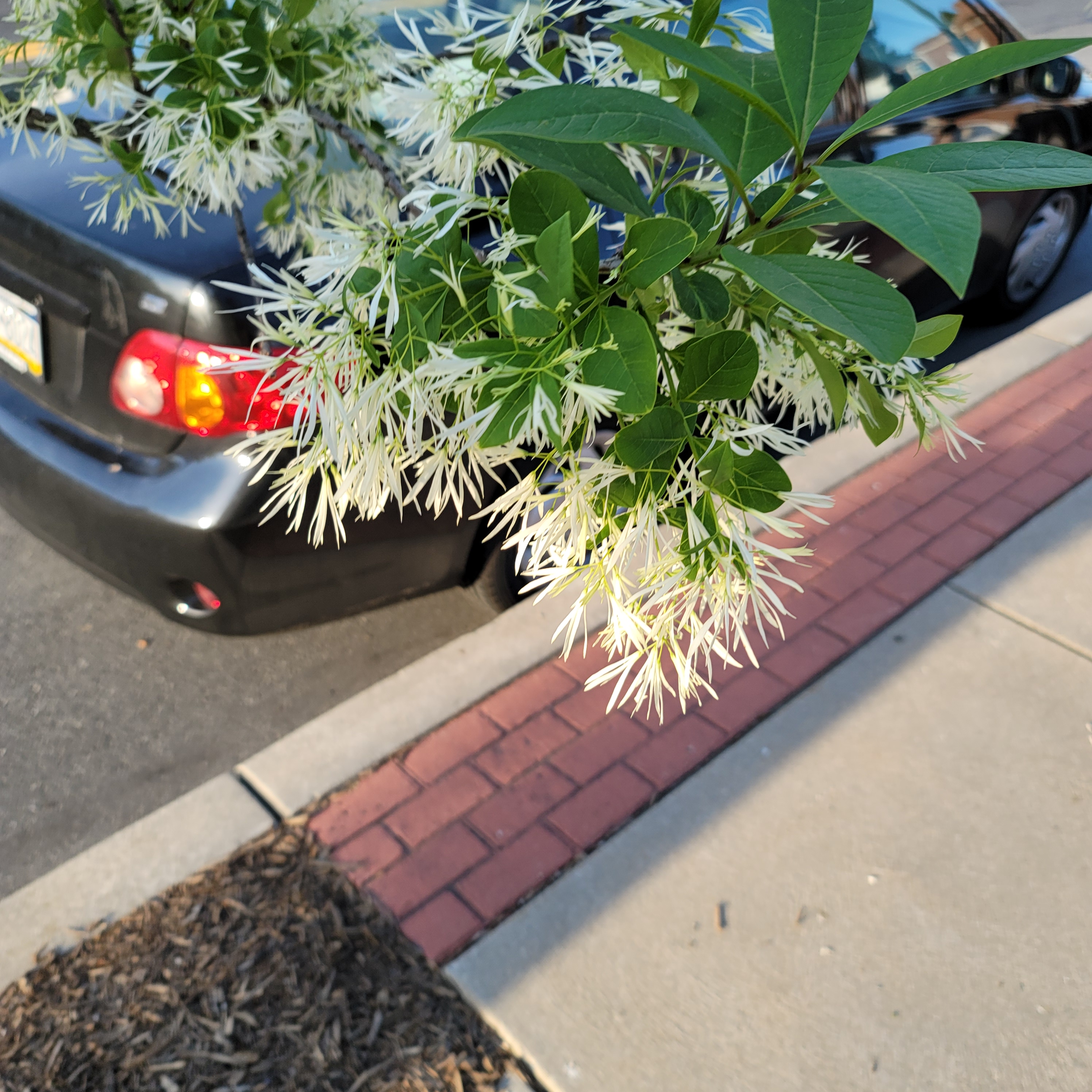 Here is a photo of a small tree with white flowers blooming along the street.