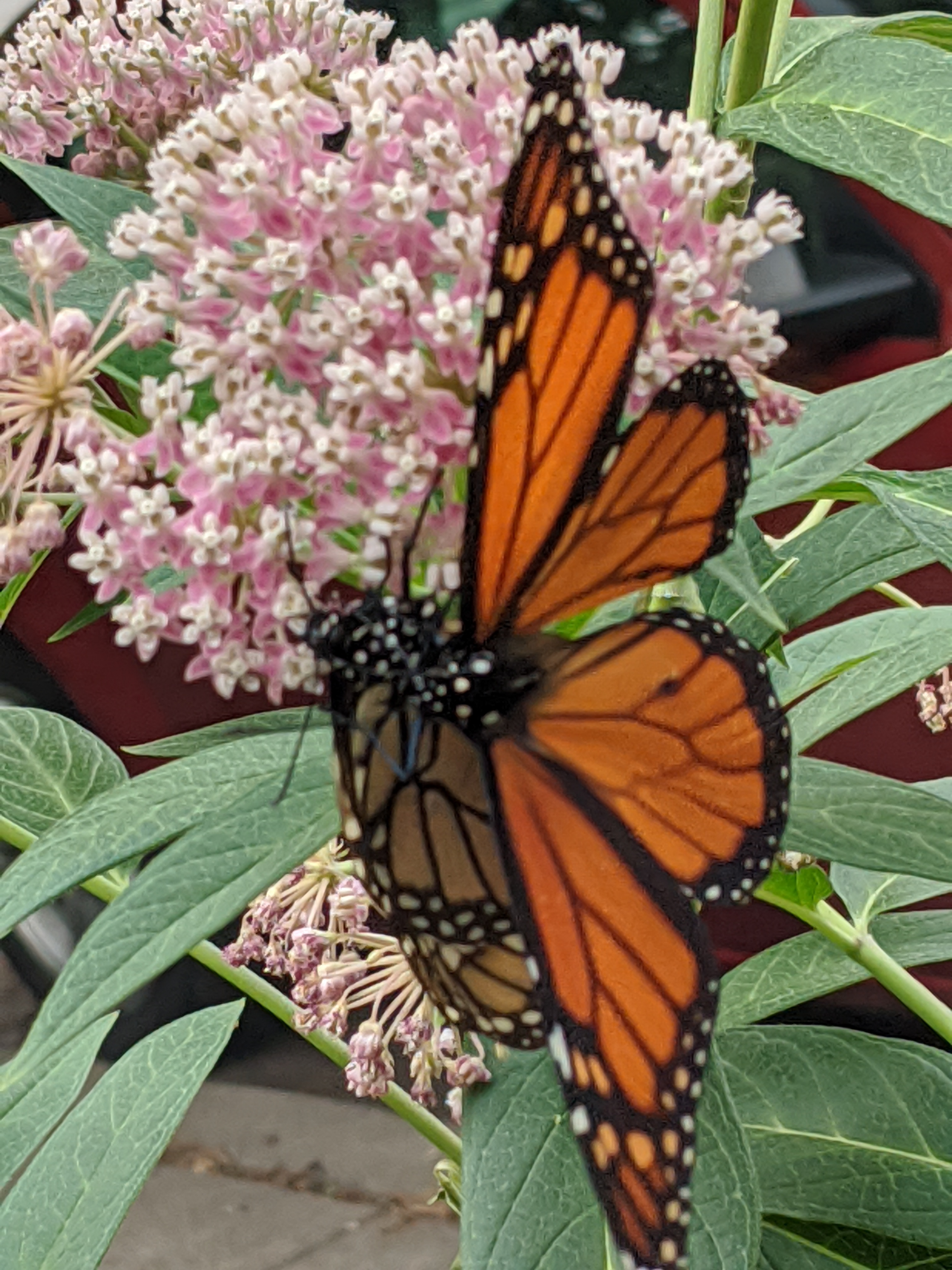 This is a picture showing a male and female monarch butterfly on pink swamp milkweed flower.