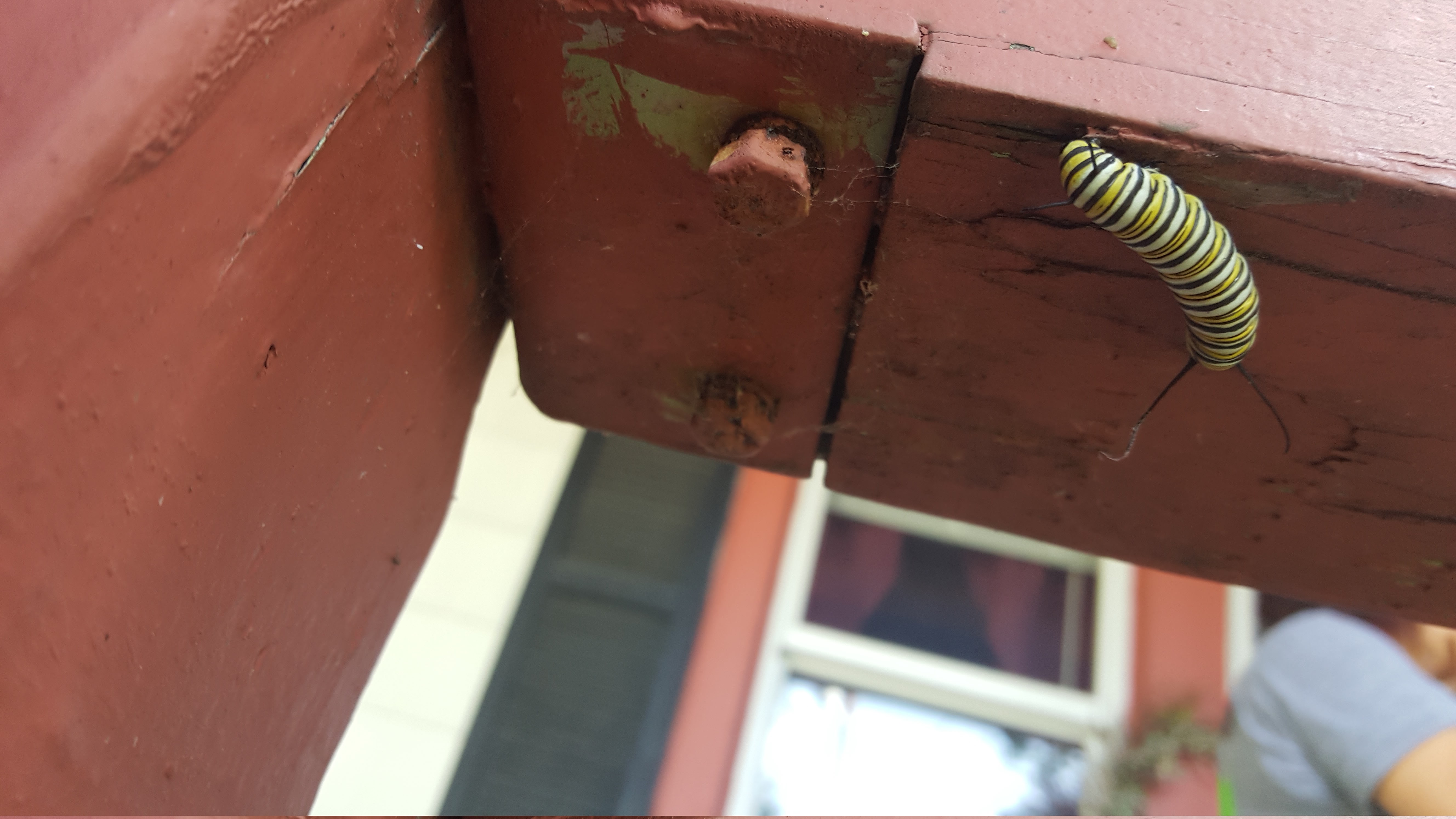 Here is a picture of a monarch caterpillar that is on the underside of the railing.