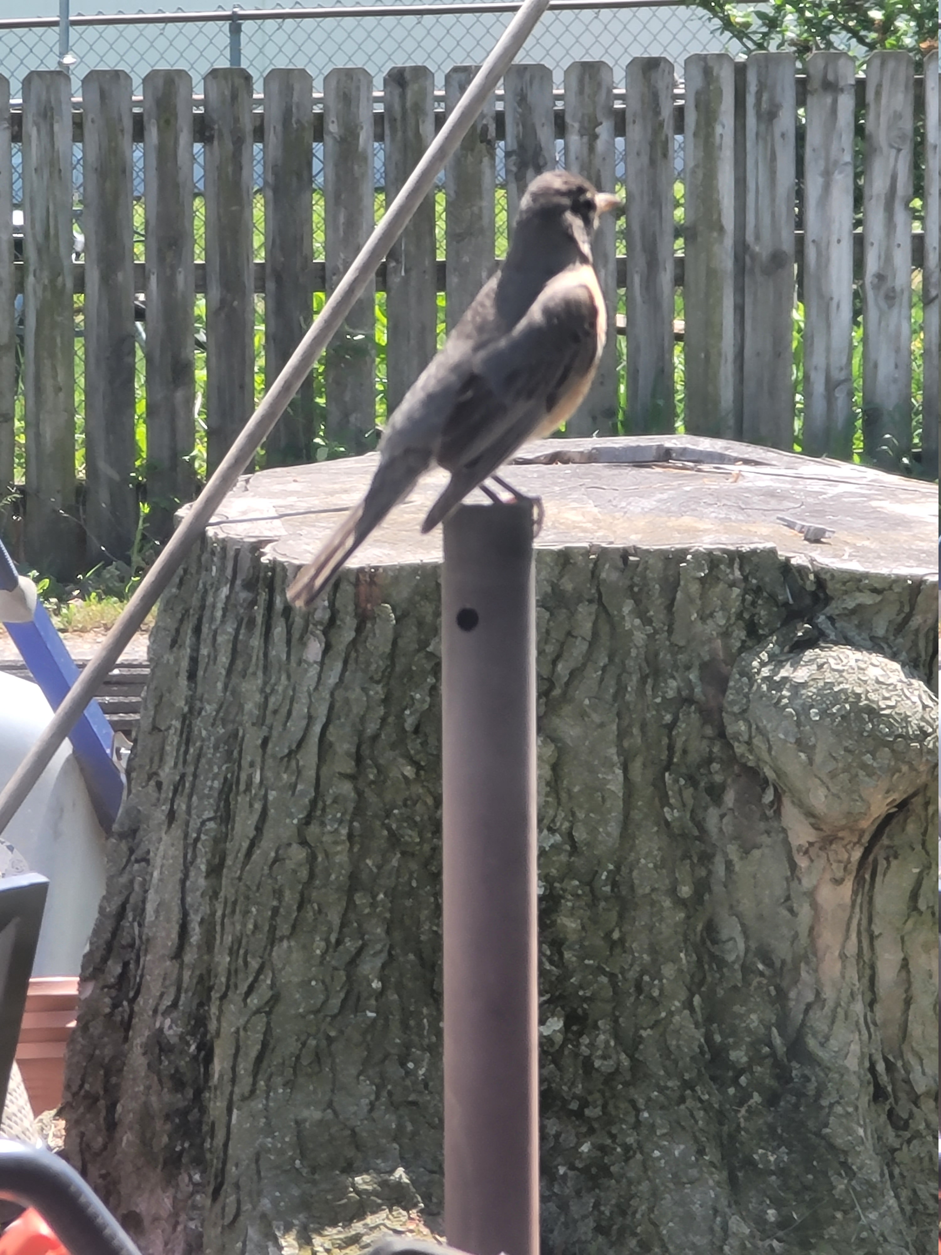 This picture shows robin perched on top of the umbrella pole in our patio table.