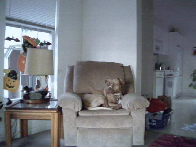 This is a picture of a pitbull laying on a chair.