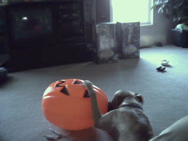 This is a picture of a pitbull playing with a large plastic pumpkin that he thought was a bll.