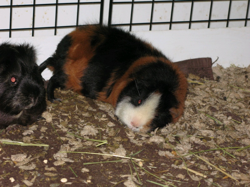 This photo is of our Teddy bear guinea pig, Teddy, sleeping on her side. her colors looked tan and dark brown like a woolly bear caterpillar