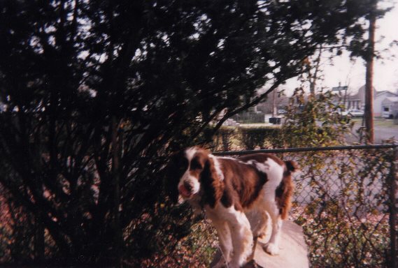 This is a picture of our springer spaniel, Sparky that we had when I was growing up.