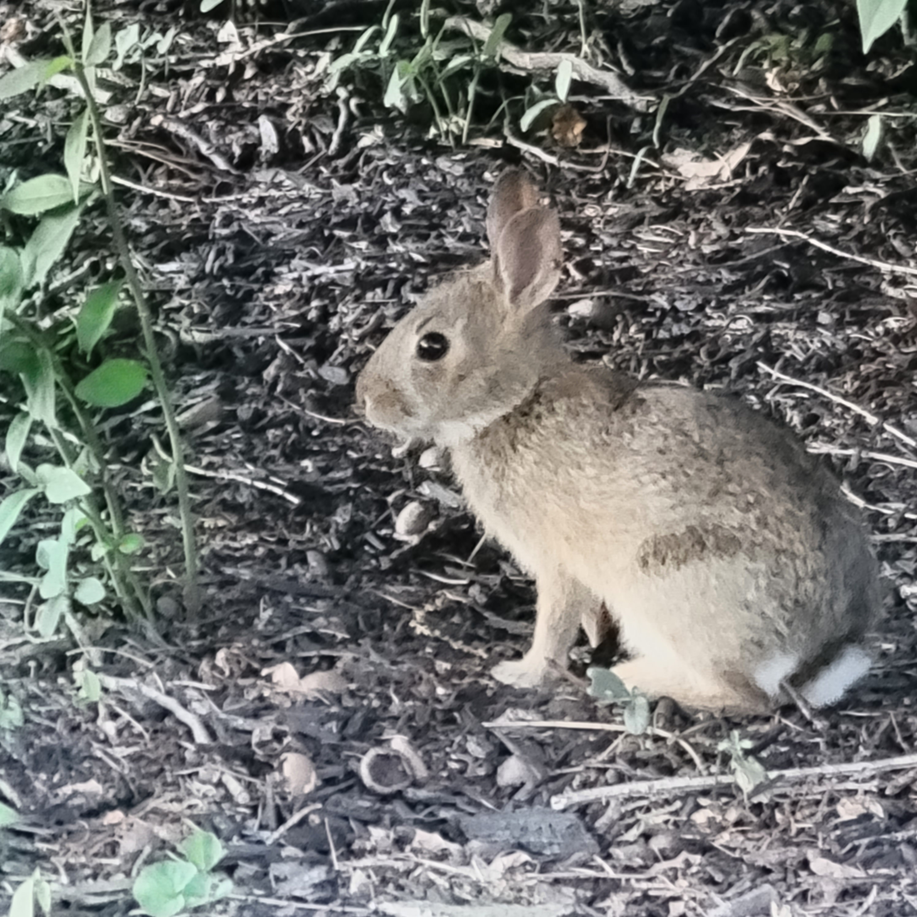 Here is a photo of a small bunny we saw while out for a walk.